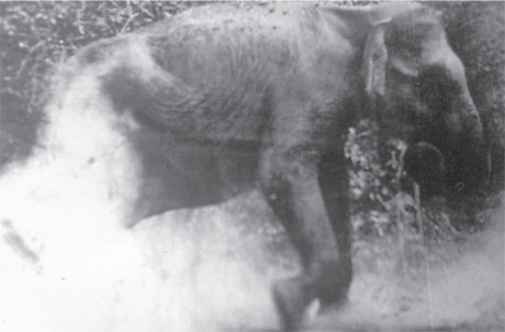 The Panamure Elephant Kraal –The last Kraal of Sri Lanka 